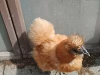 Silkie — zdjęcie 5