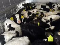 Goveda (partija, pol nije naveden), Russian Black pied cattle — fotografija 3
