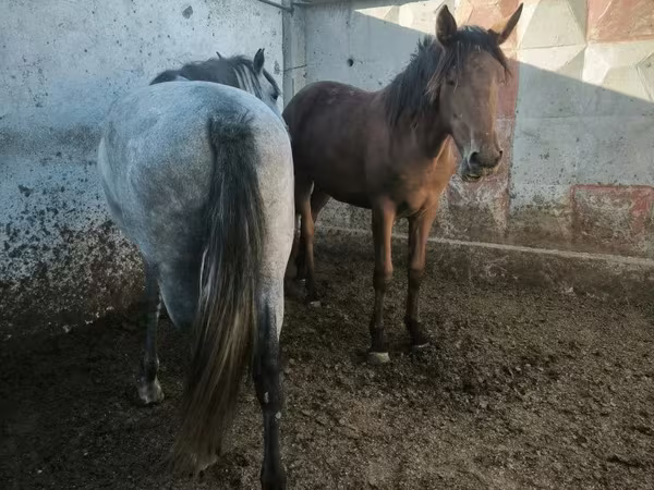 雌馬, 馬