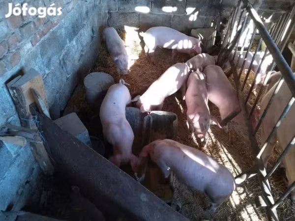 Locha, Świnie — Węgry