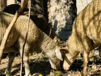 Ovan, Merinoland sheep — fotografija 5