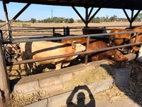 Krowa, Simmental cattle — zdjęcie 2