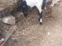 Ziegenbock, Ziegen — Foto 3