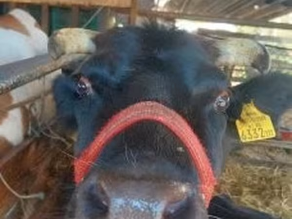 Vaca, Bovinos — Hungria