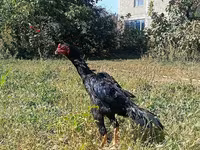 Šamo kokoši — fotografija 2