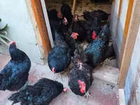 Australorp — fotografija 3