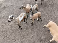 Ram, Cameroon sheep — photo 5