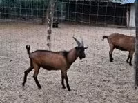 Keçi, Alpine goat — foto 1