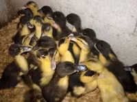 Nemački pekin — fotografija 7