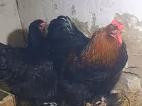 Brahma — photo 2