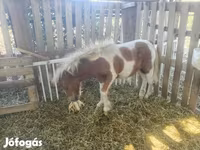 公马, Miniature horse — 照片 2