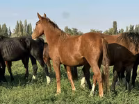 Égua, Cavalos — foto 4
