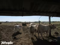 公牛, Charolais cattle — 照片 5