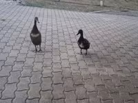 Indischer Laufente — Foto 2