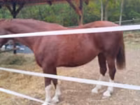 فرس, Dutch warmblood horse — الصورة 2