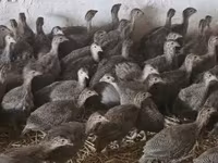 Guinea fowl — Foto 2
