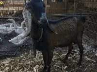 Cabra, Nubian Goat — foto 1