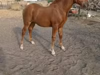 母马, Horses — 照片 2