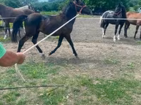 公马, Hucul pony — 照片 2