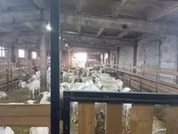 Ziege, Toggenburg goat — Foto 3