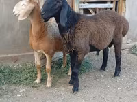 Ram, Arashan sheep — photo 4