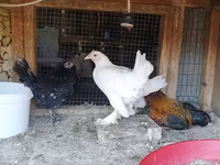 Chickens — fotografija 2