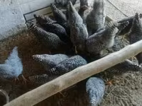Chickens — الصورة 1