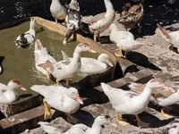 Ducks — الصورة 7