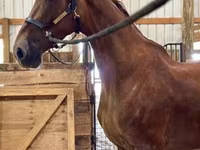 Kobila, Dutch warmblood horse — fotografija 4