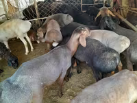 公羊, Sheep — 照片 6
