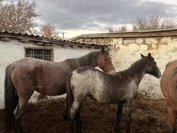 Kobyła, Konie