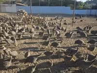 Guinea fowl — Foto 5