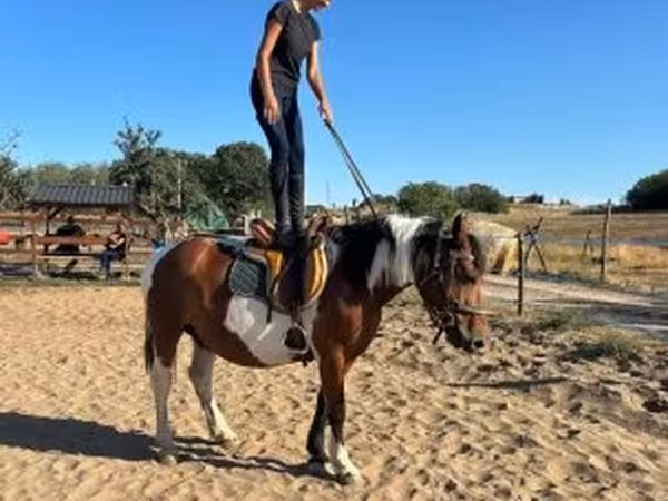 Kobyła, Pinto horses