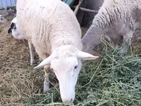 Ram, Romanov sheep — photo 1