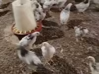 Chickens — fotografija 2
