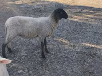 Қой, Tsigai sheep — 3-сурет