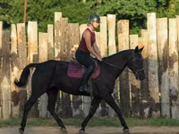Kobila, Quarter Horse — fotografija 7