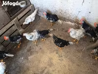 Chickens — الصورة 6