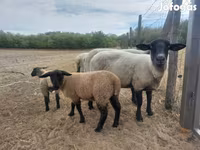 Oveja, White Suffolk sheep — foto 5