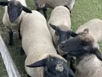 Widder, White Suffolk sheep — Foto 4
