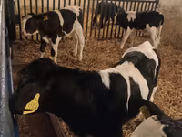ثور, Russian Black pied cattle — الصورة 3