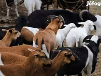 Sheep, Cameroon sheep — photo 2
