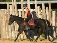 Kobila, Quarter Horse — fotografija 6