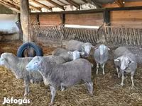 公羊, Merino sheep — 照片 1