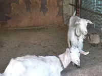عنزة, الماعز — الصورة 6