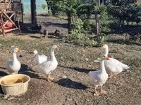 Geese — foto 2