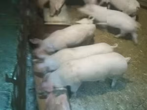 Свині (партія, стать не вказано), Свині — Угорщина
