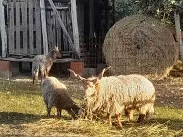 Ovelha, Racka sheep — Hungria
