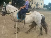 Koń, Konie — zdjęcie 1