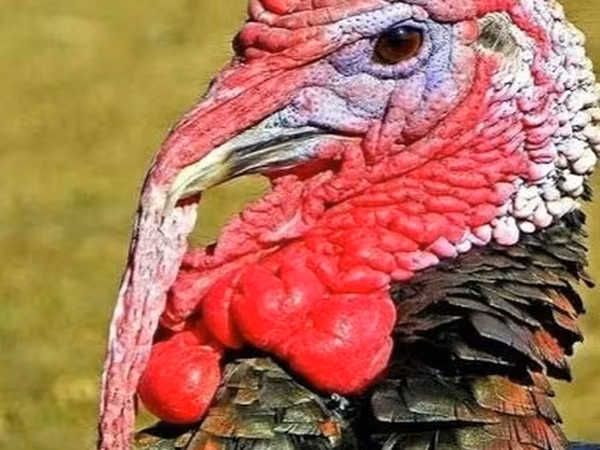 Turkeys